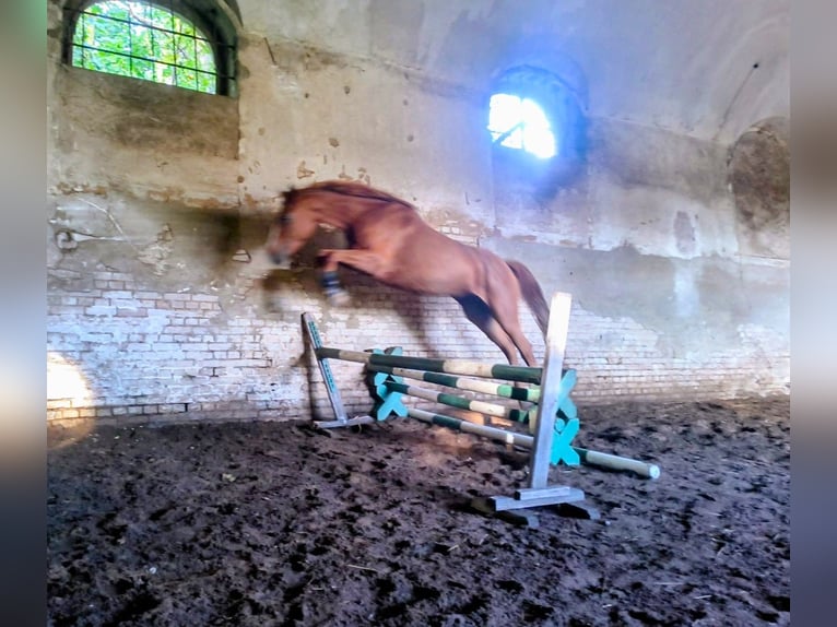 Caballo deportivo polaco Yegua 3 años 167 cm Alazán in Leszno Dolne
