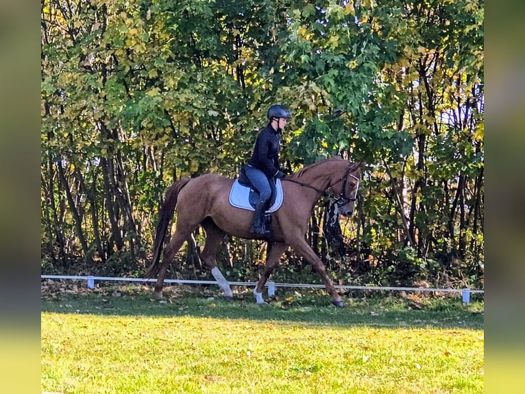 Caballo deportivo polaco Yegua 3 años 167 cm Alazán in Leszno Dolne