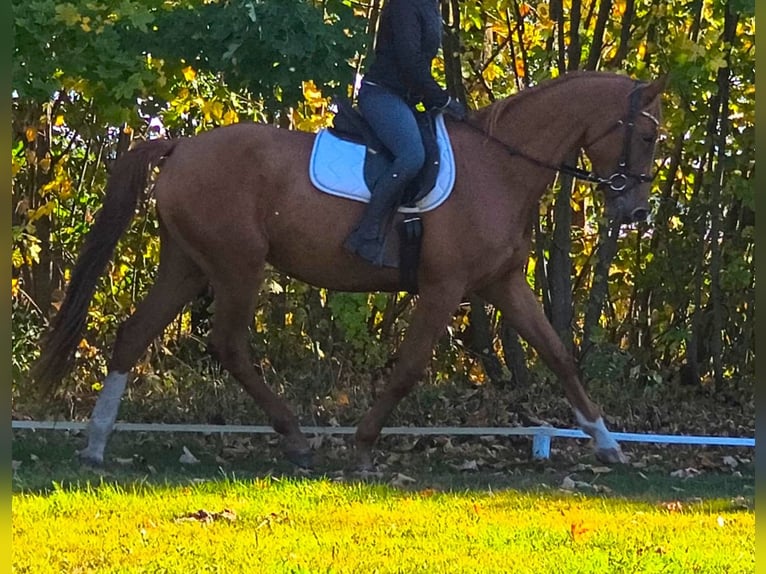 Caballo deportivo polaco Yegua 3 años 167 cm Alazán in Leszno Dolne
