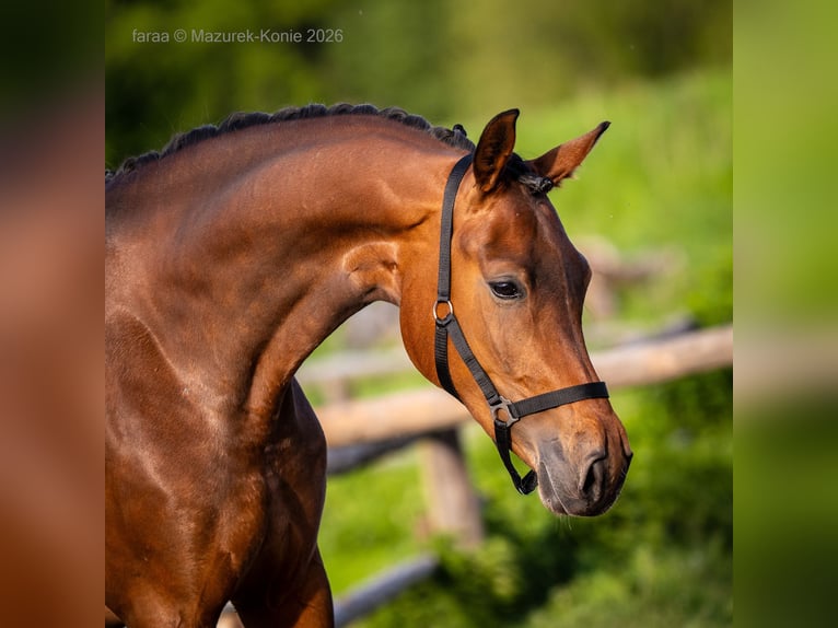 Caballo deportivo polaco Yegua 3 años 170 cm Castaño rojizo in Panków