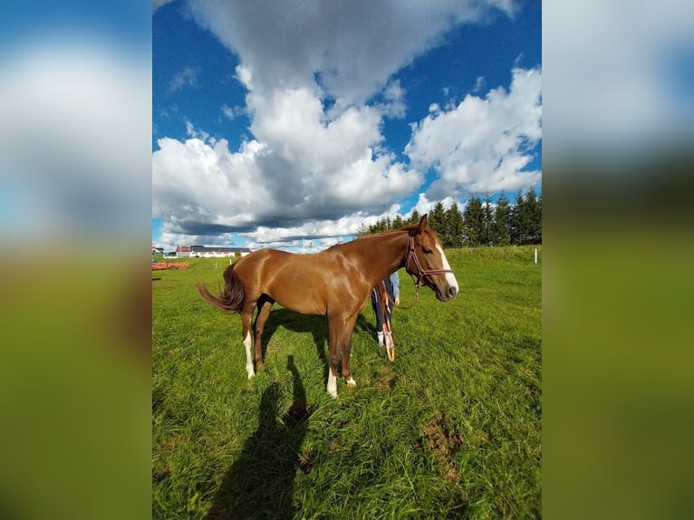 Caballo deportivo polaco Yegua 4 años 157 cm Alazán in Cekcyn