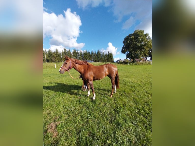 Caballo deportivo polaco Yegua 4 años 157 cm Alazán in Cekcyn