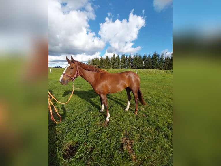 Caballo deportivo polaco Yegua 4 años 157 cm Alazán in Cekcyn