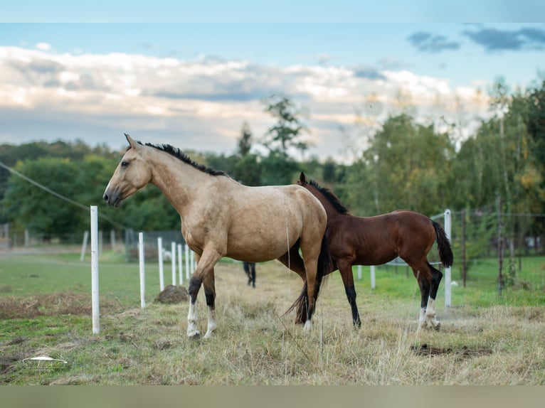 Caballo deportivo polaco Yegua 4 años 160 cm Buckskin/Bayo in Paszkówka