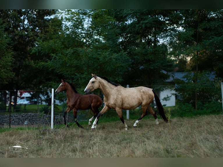 Caballo deportivo polaco Yegua 4 años 160 cm Buckskin/Bayo in Paszkówka