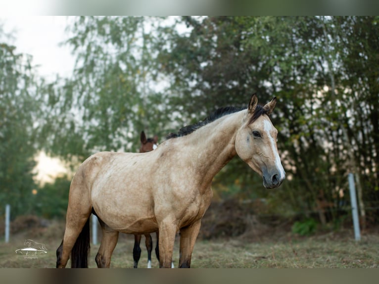 Caballo deportivo polaco Yegua 4 años 160 cm Buckskin/Bayo in Paszkówka