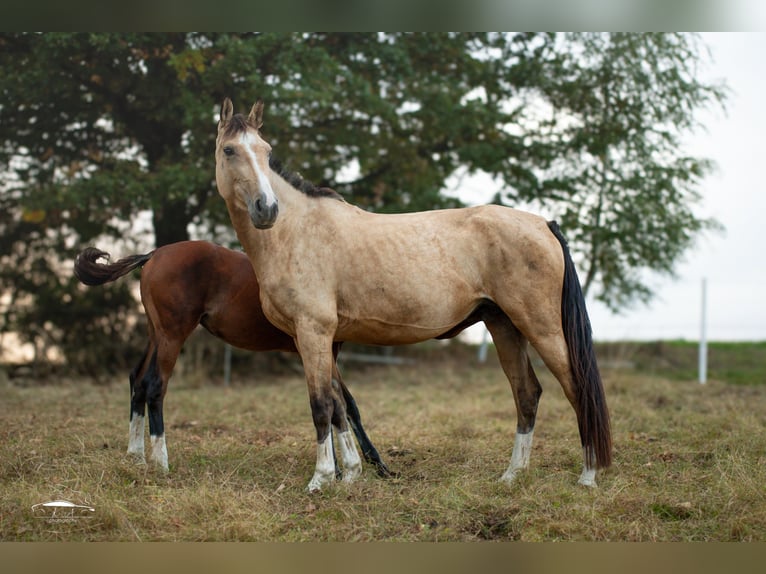 Caballo deportivo polaco Yegua 4 años 160 cm Buckskin/Bayo in Paszkówka
