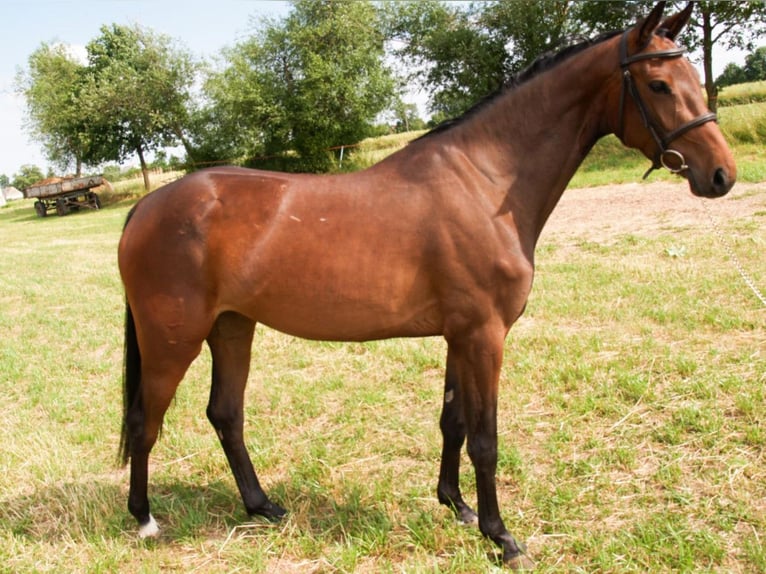 Caballo deportivo polaco Yegua 4 años 160 cm Castaño rojizo in Jasienica Dolna