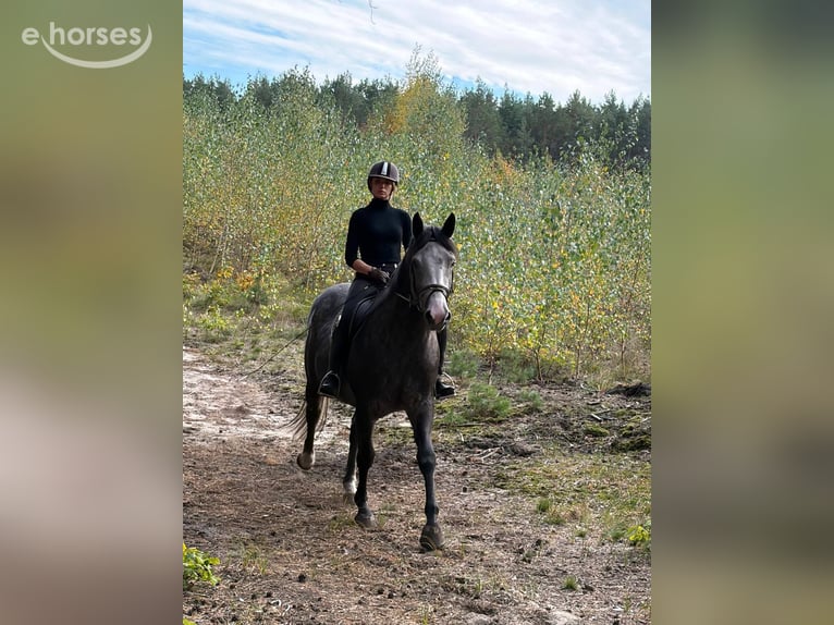 Caballo deportivo polaco Yegua 4 años 163 cm Tordo in Chełmno