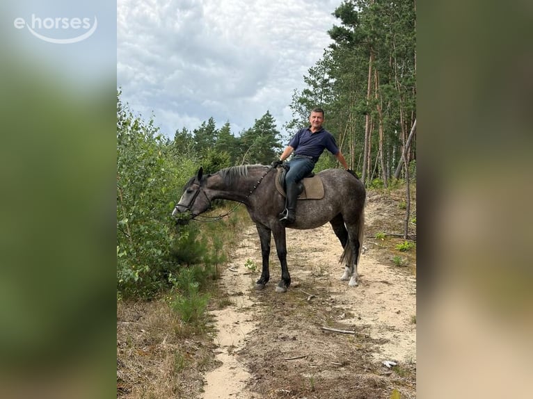 Caballo deportivo polaco Yegua 4 años 163 cm Tordo in Chełmno