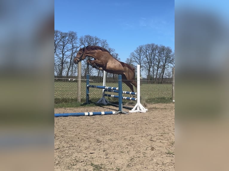 Caballo deportivo polaco Yegua 4 años 164 cm Alazán in Kochowo