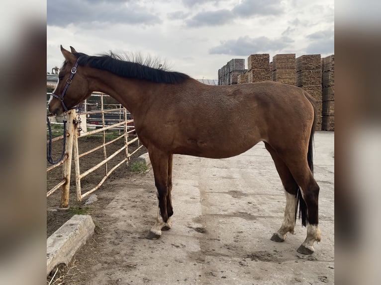 Caballo deportivo polaco Yegua 4 años 164 cm Red Dun/Cervuno in Długołęka