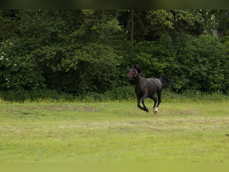 Caballo deportivo polaco Yegua 4 años 165 cm Negro in Nowe Załubice