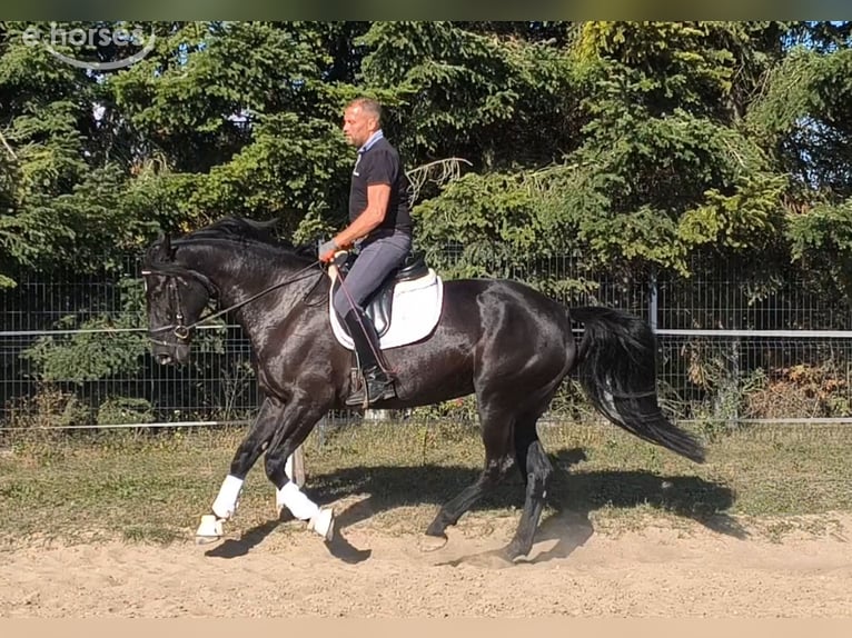 Caballo deportivo polaco Mestizo Yegua 4 años 167 cm Negro in Forst