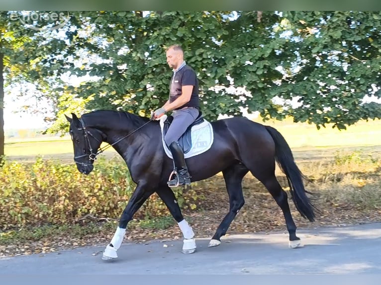 Caballo deportivo polaco Mestizo Yegua 4 años 167 cm Negro in Forst