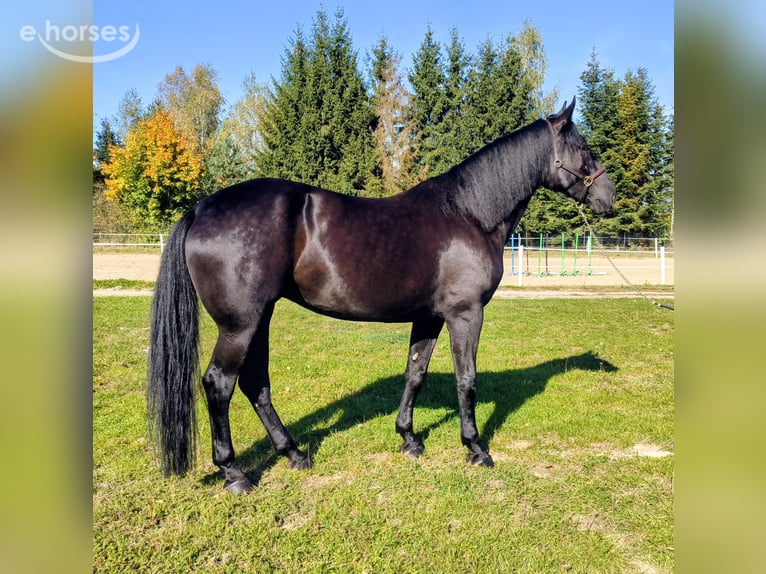 Caballo deportivo polaco Mestizo Yegua 4 años 167 cm Negro in Forst
