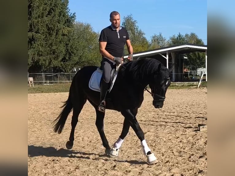 Caballo deportivo polaco Mestizo Yegua 4 años 167 cm Negro in Forst