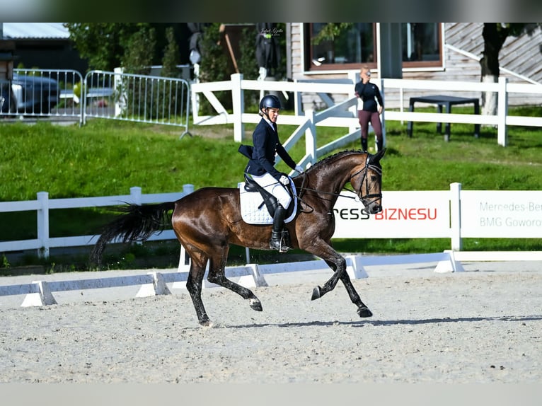 Caballo deportivo polaco Yegua 4 años 168 cm Castaño in Rokocin