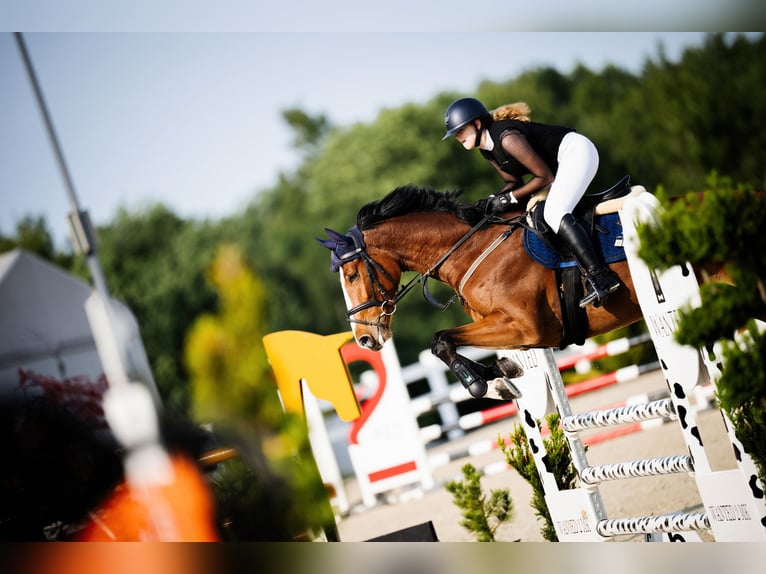 Caballo deportivo polaco Yegua 4 años 174 cm Castaño in Zawiercie