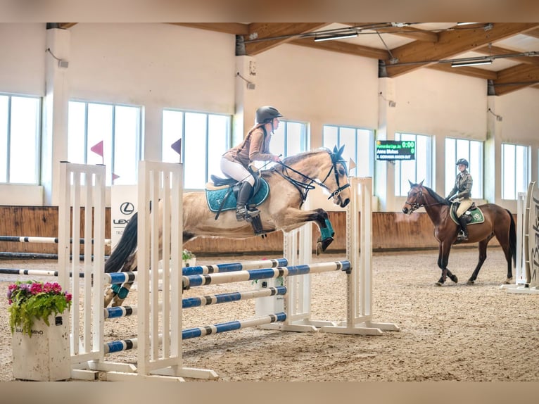 Caballo deportivo polaco Yegua 5 años 145 cm Bayo in Karczemki