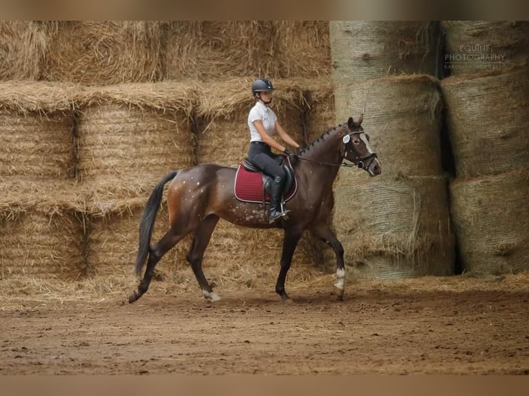 Caballo deportivo polaco Yegua 5 años 160 cm Atigrado/Moteado in Turek