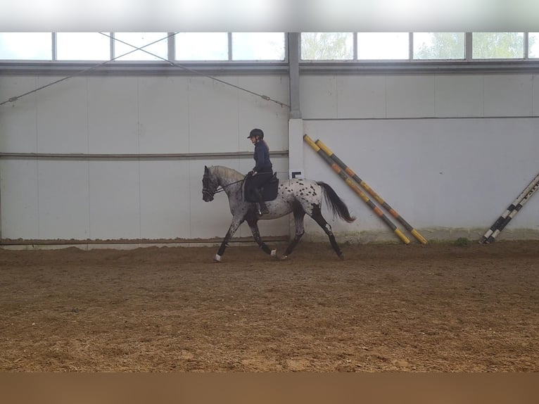 Caballo deportivo polaco Yegua 5 años 161 cm Atigrado/Moteado in Iwno Caballo deportivo polaco Yegua 5 años 161 cm Atigrado/Moteado in Iwno
