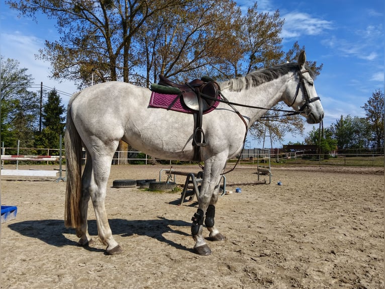 Caballo deportivo polaco Yegua 5 años 162 cm Tordo in Puck