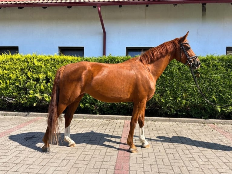 Caballo deportivo polaco Yegua 5 años 163 cm Alazán in Łapino kartuskie