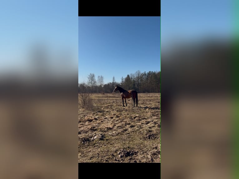 Caballo deportivo polaco Yegua 5 años 165 cm Castaño in Łódź