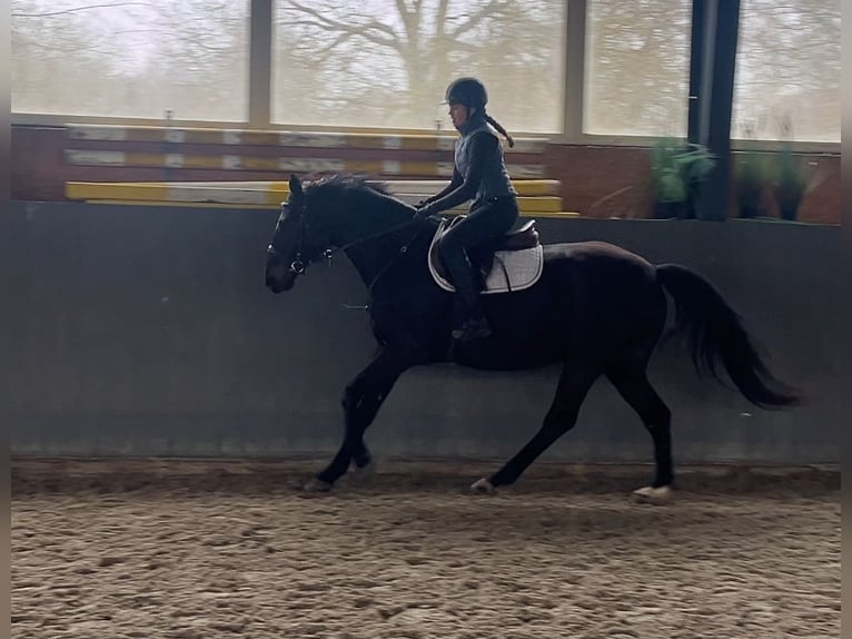 Caballo deportivo polaco Yegua 5 años 165 cm Morcillo in Papenhagen