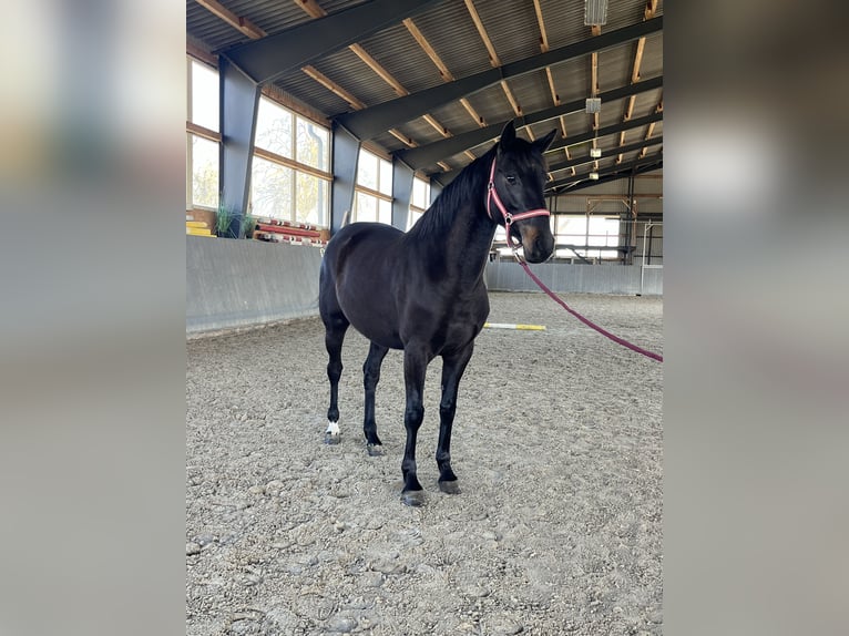 Caballo deportivo polaco Yegua 5 años 165 cm Morcillo in Papenhagen