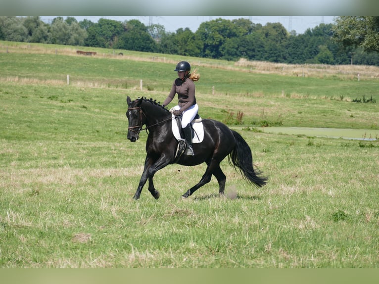 Caballo deportivo polaco Yegua 5 años 165 cm Negro in Ganschow