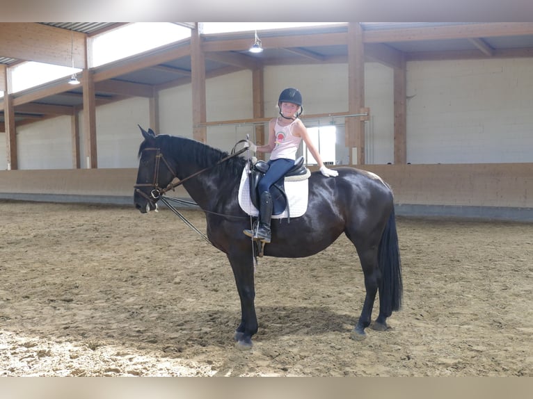 Caballo deportivo polaco Yegua 5 años 165 cm Negro in Ganschow