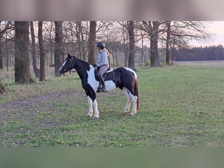 Caballo deportivo polaco Yegua 5 años 165 cm Pío in Forst