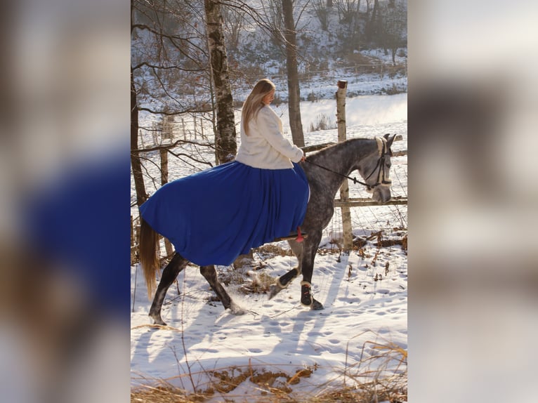 Caballo deportivo polaco Yegua 5 años 165 cm Tordo in Gogołowa