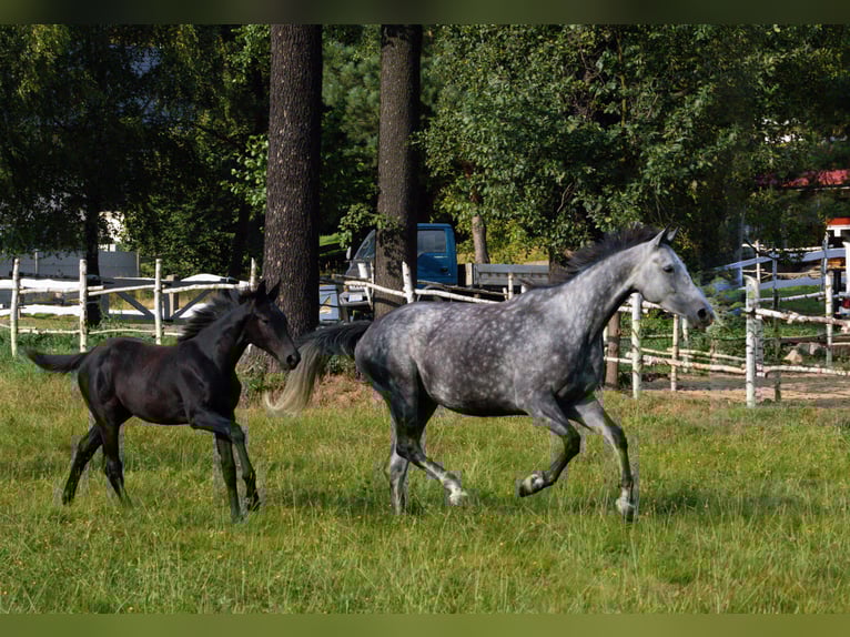 Caballo deportivo polaco Yegua 5 años 165 cm Tordo in Gogołowa