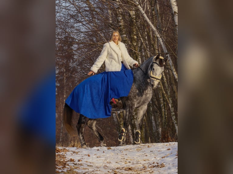 Caballo deportivo polaco Yegua 5 años 165 cm Tordo in Gogołowa