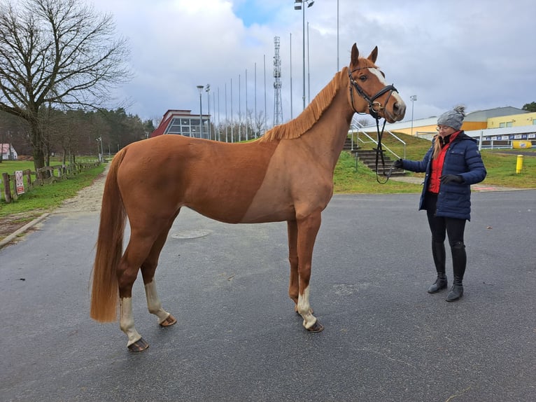 Caballo deportivo polaco Yegua 5 años 166 cm Alazán in Forst