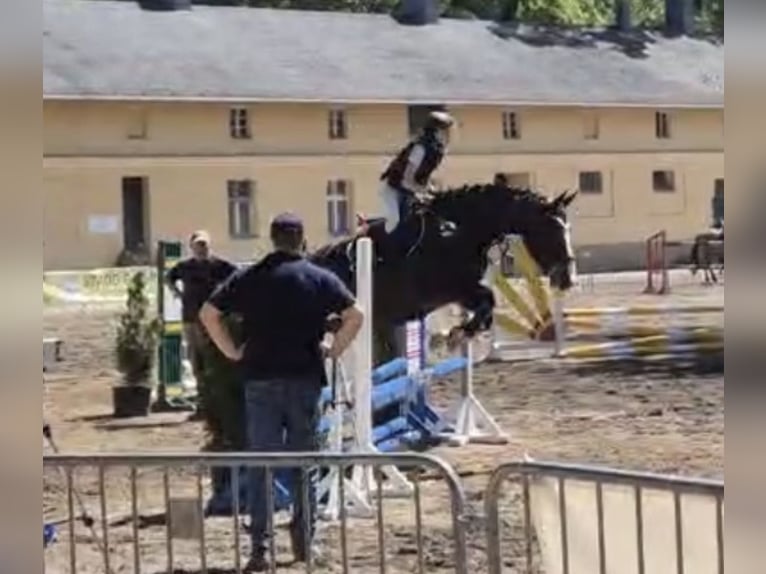 Caballo deportivo polaco Yegua 5 años 170 cm Castaño oscuro in Barlinek