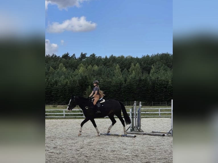Caballo deportivo polaco Yegua 5 años 170 cm Castaño oscuro in Barlinek