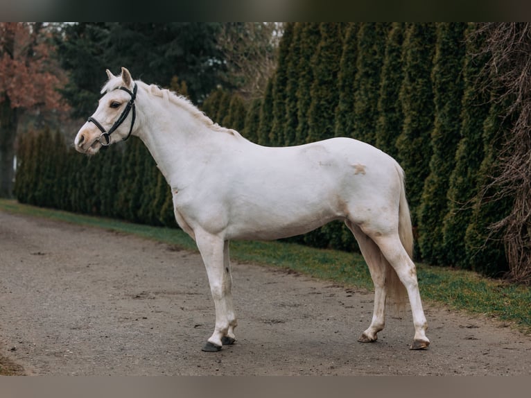 Caballo deportivo polaco Mestizo Yegua 5 años 170 cm Castaño rojizo in sarbinowo
