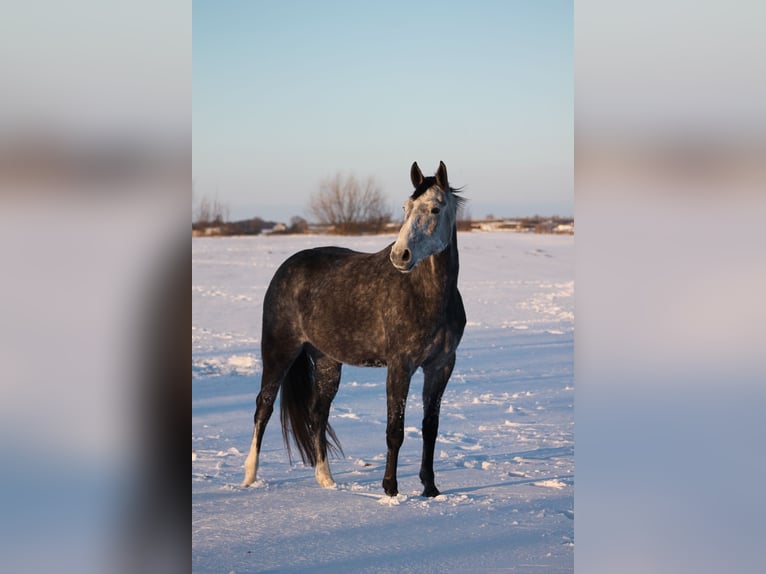 Caballo deportivo polaco Yegua 5 años 173 cm Tordo in Gołymin-Ośrodek