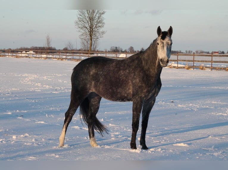 Caballo deportivo polaco Yegua 5 años 173 cm Tordo in Gołymin-Ośrodek
