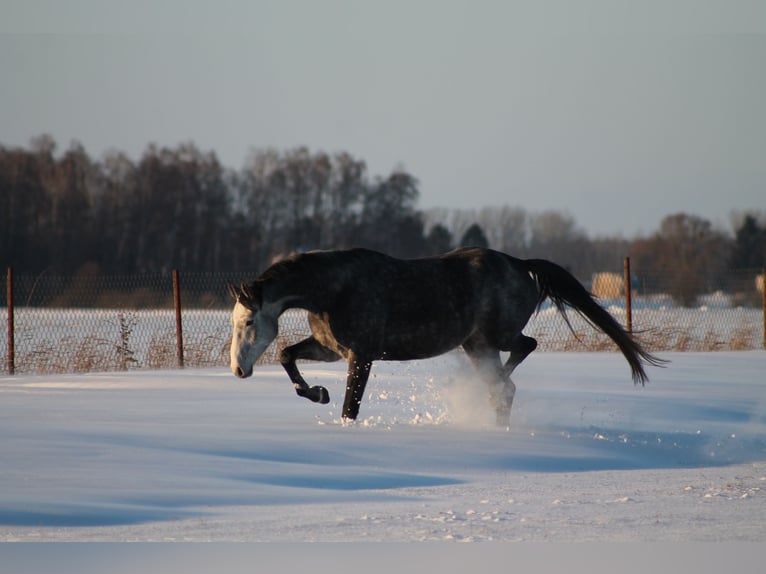 Caballo deportivo polaco Yegua 5 años 173 cm Tordo in Gołymin-Ośrodek