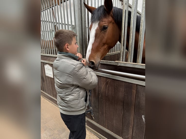 Caballo deportivo polaco Yegua 5 años 174 cm Castaño in Zawiercie