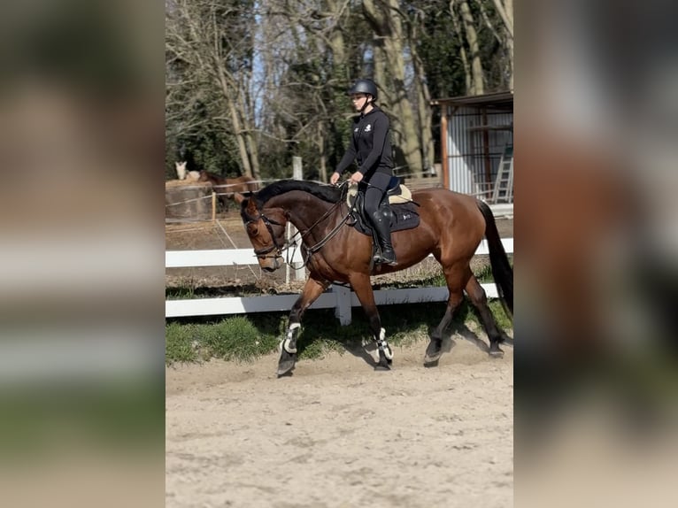 Caballo deportivo polaco Yegua 5 años 175 cm Castaño in Jakubów