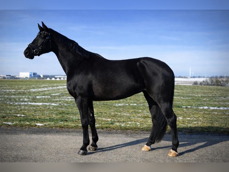 Caballo deportivo polaco Yegua 5 años 175 cm Negro in Kornice