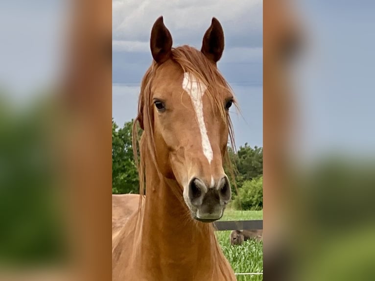 Caballo deportivo polaco Yegua 6 años 153 cm Alazán in Turek