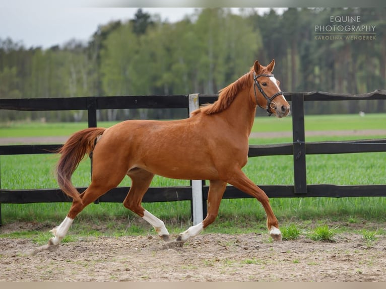 Caballo deportivo polaco Yegua 6 años 153 cm Alazán in Turek