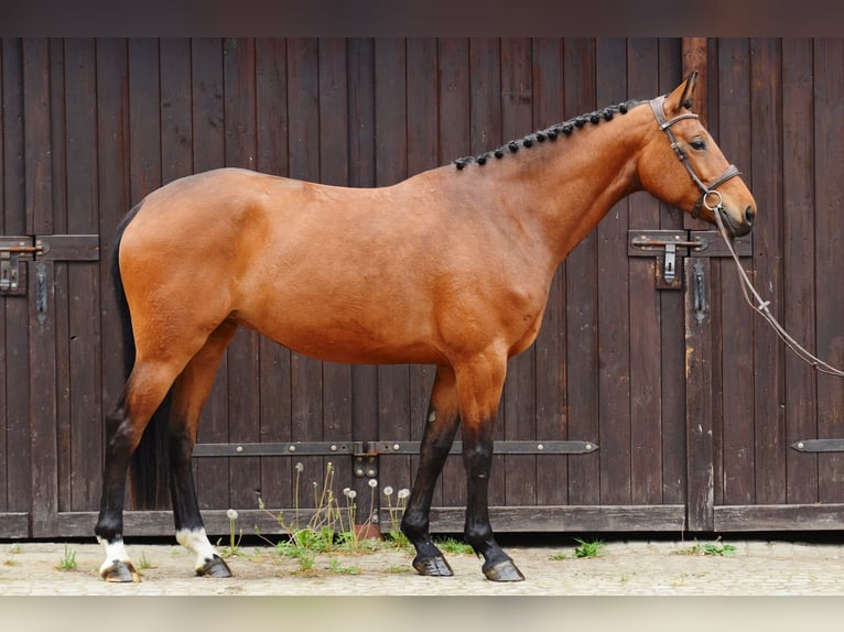 Caballo deportivo polaco Yegua 6 años 164 cm Castaño rojizo in Kicin